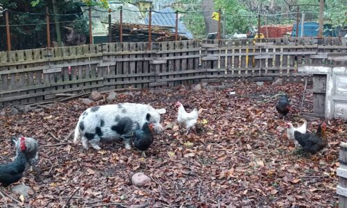 Gittas Tierchen besuchen